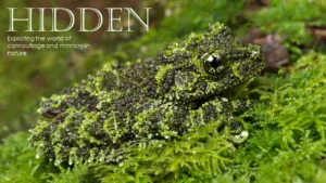 HIDDEN