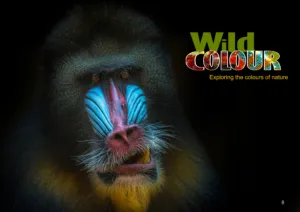 Wild Colour