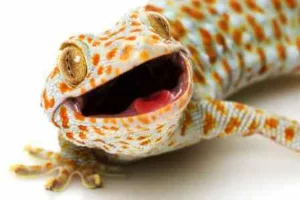 Blue Tokay Ltd