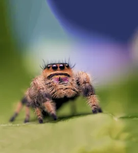 Spiders: From Fear to Fascination