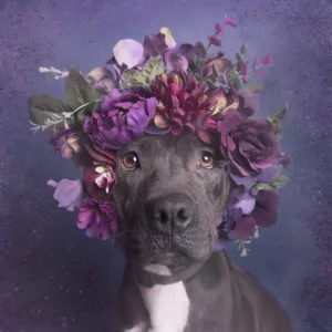 A Dog’s Life