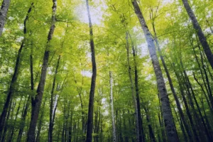The Carbon Impacts of International Lending and Borrowing