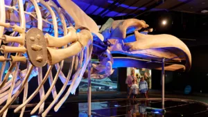 Out of the Depths: The Blue Whale Story