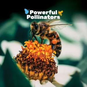 Powerful Pollinators